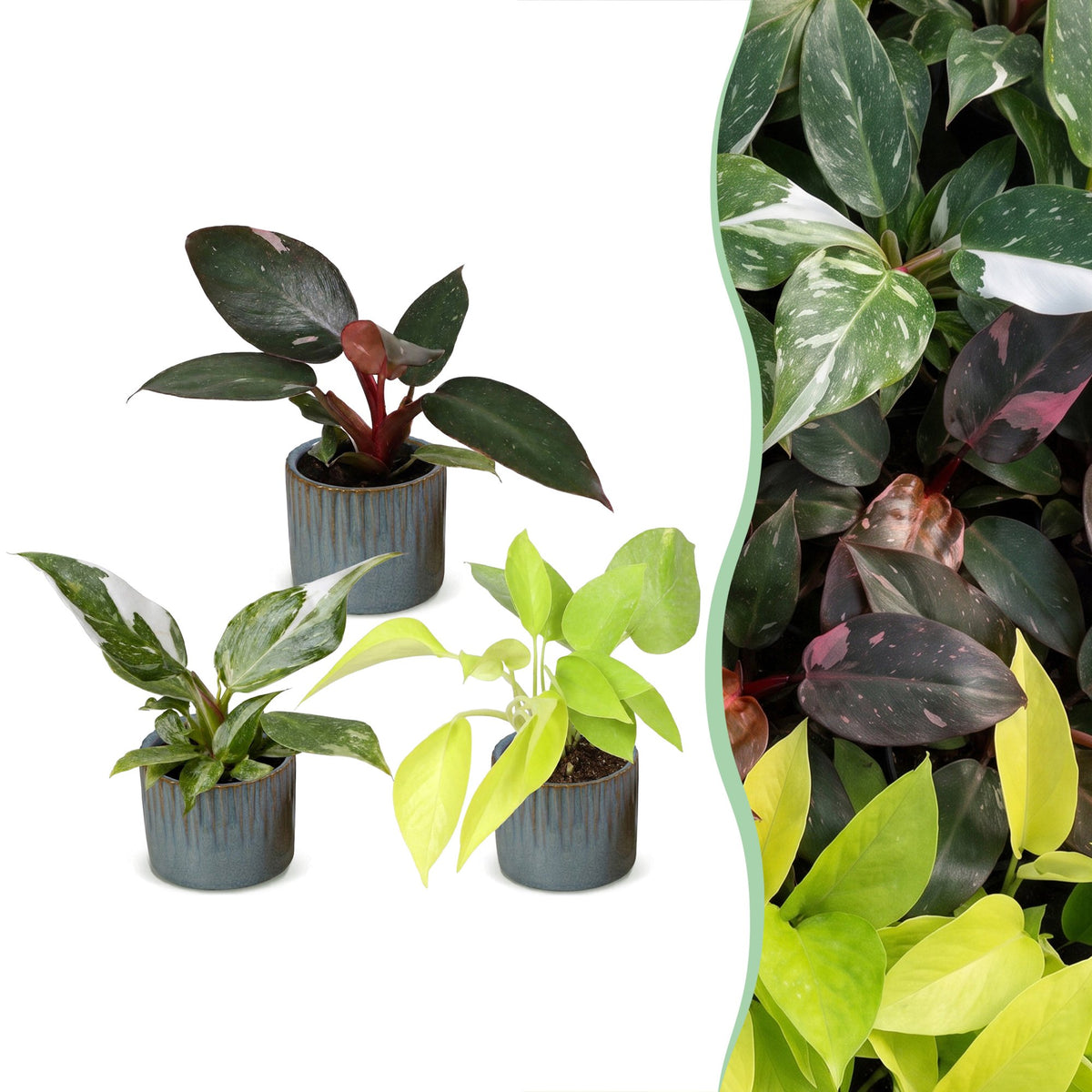 3x Baby Philodendron Tricolour - White - Pink - Yellow - Green - Tropical - incl. Linnea Misty Blue - Ø6cm - ↕10-15cm