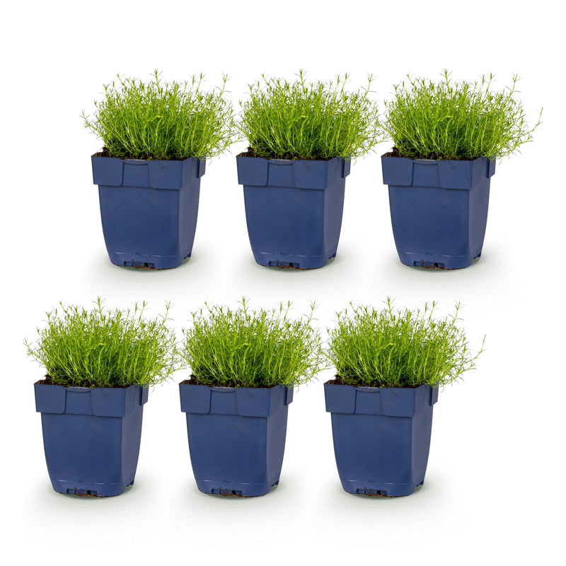 Green boutiQ - Perennial - Sagina subulata - Stonecrop - White - 6 Plants - Pot 11cm - Height 15-25cm