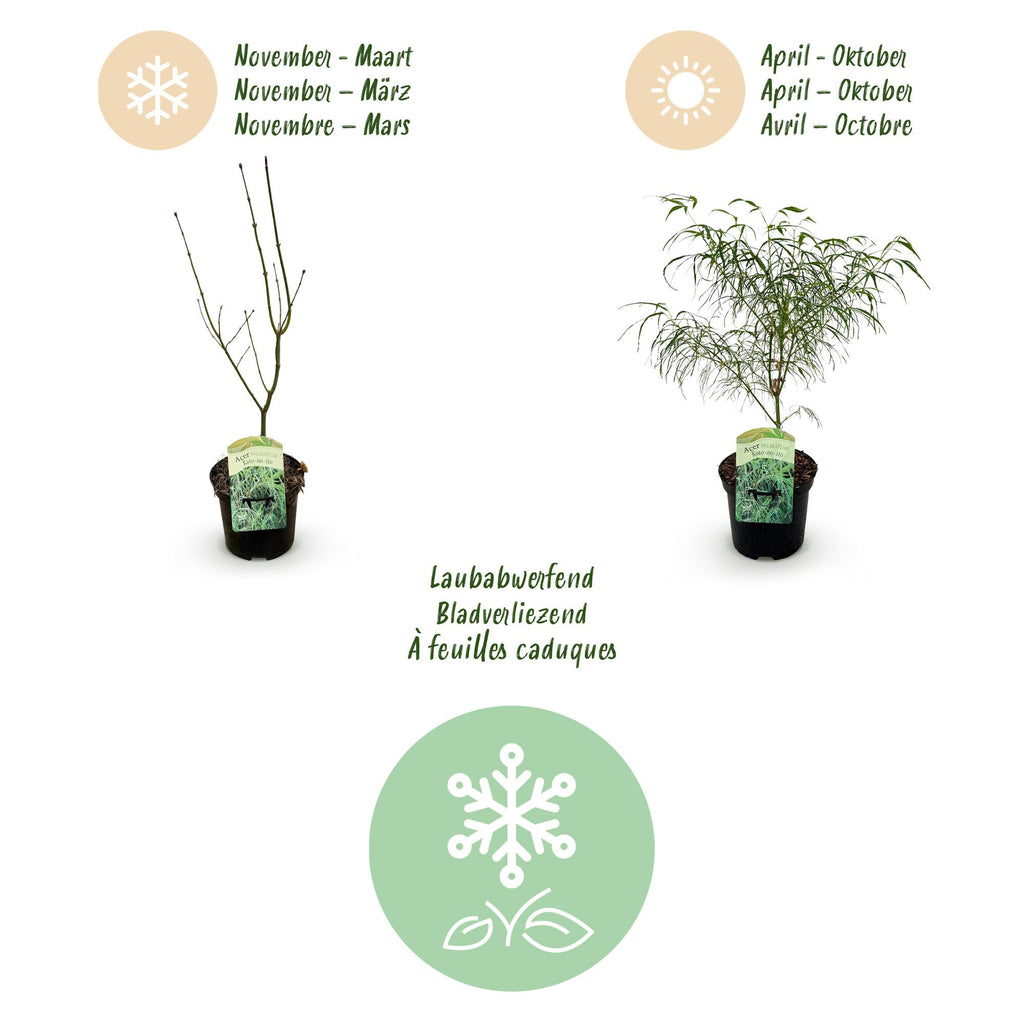 Green boutiQ - Plante de terrasse - Érable du Japon - Acer palmatum Koto-no-ito - Vert - 1 plante - Caduc - Pot 19cm Hauteur 70cm