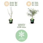 Green boutiQ - Plante de terrasse - Érable du Japon - Acer palmatum Koto-no-ito - Vert - 1 plante - Caduc - Pot 19cm Hauteur 70cm