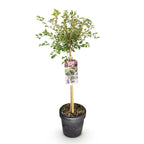 Green boutiQ - Plante sur tige - Prunus incisa Koujou-no-mai - Plante de terrasse - Caduc - Rustique - Fleur blanche - Pot 19cm Hauteur 90cm