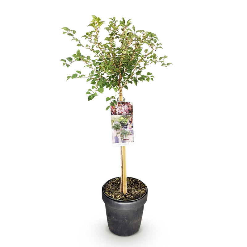Green boutiQ - Plant op Stam - Prunus incisa Koujou-no-mai - Terras Plant - Bladverliezend - Winterhard - Witte Bloem - Pot 19cm Hoogte 90cm