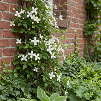 2x Clematis mont. 'Wilsonii' - Wilson's mountain clematis - White - Climber - Ø9cm - ↕35cm