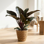 Green boutiQ - Plante d'intérieur - Philodendron - Philodendron Imperial Red - Rouge - Entretien facile - 1 Plante - avec Panier - Pot 19cm - Hauteur 60cm