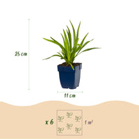 Green boutiQ - Vasteplant - Liatris spicata - Lampenkruid - Bijen- en vlinderlokkers - Paars - 6 Planten - Pot 11cm - Hoogte 15-25cm