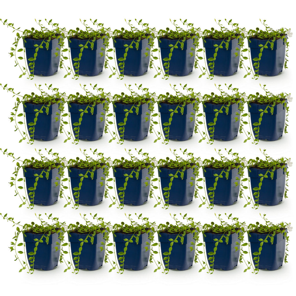 Vasteplant - Vinca minor Alba - Maagdenpalm - Bodembedekkend - Wit - 24 Planten - Pot 11cm - Hoogte 15-25cm