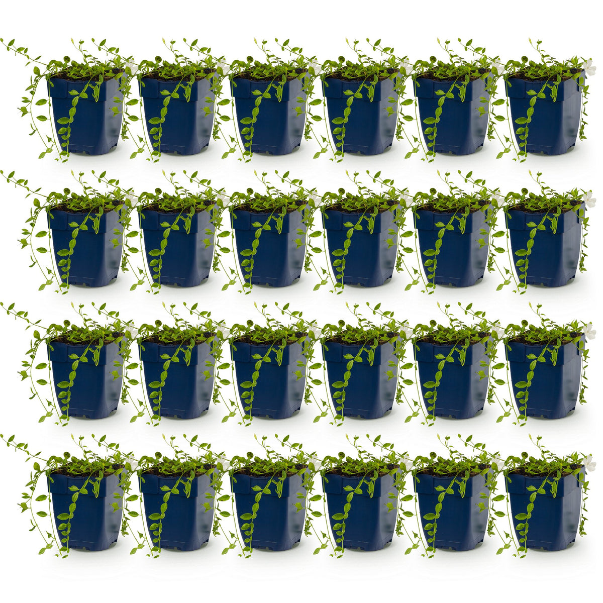 Vasteplant - Vinca minor Alba - Maagdenpalm - Bodembedekkend - Wit - 24 Planten - Pot 11cm - Hoogte 15-25cm