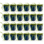 Vasteplant - Vinca minor Alba - Maagdenpalm - Bodembedekkend - Wit - 24 Planten - Pot 11cm - Hoogte 15-25cm