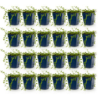 Vasteplant - Vinca minor Alba - Maagdenpalm - Bodembedekkend - Wit - 24 Planten - Pot 11cm - Hoogte 15-25cm