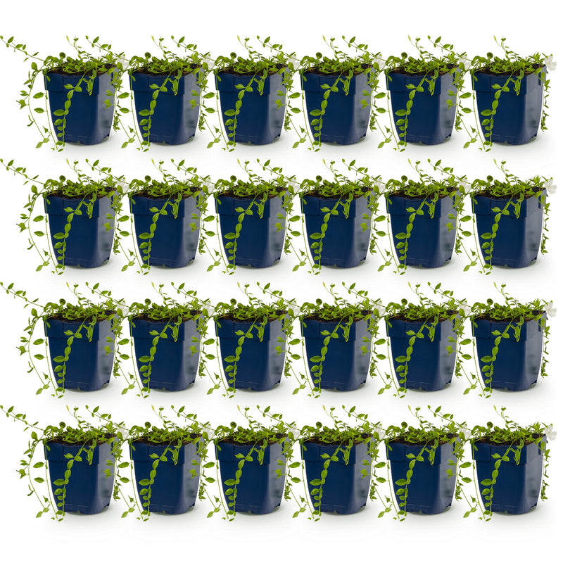 Vasteplant - Vinca minor Alba - Maagdenpalm - Bodembedekkend - Wit - 24 Planten - Pot 11cm - Hoogte 15-25cm