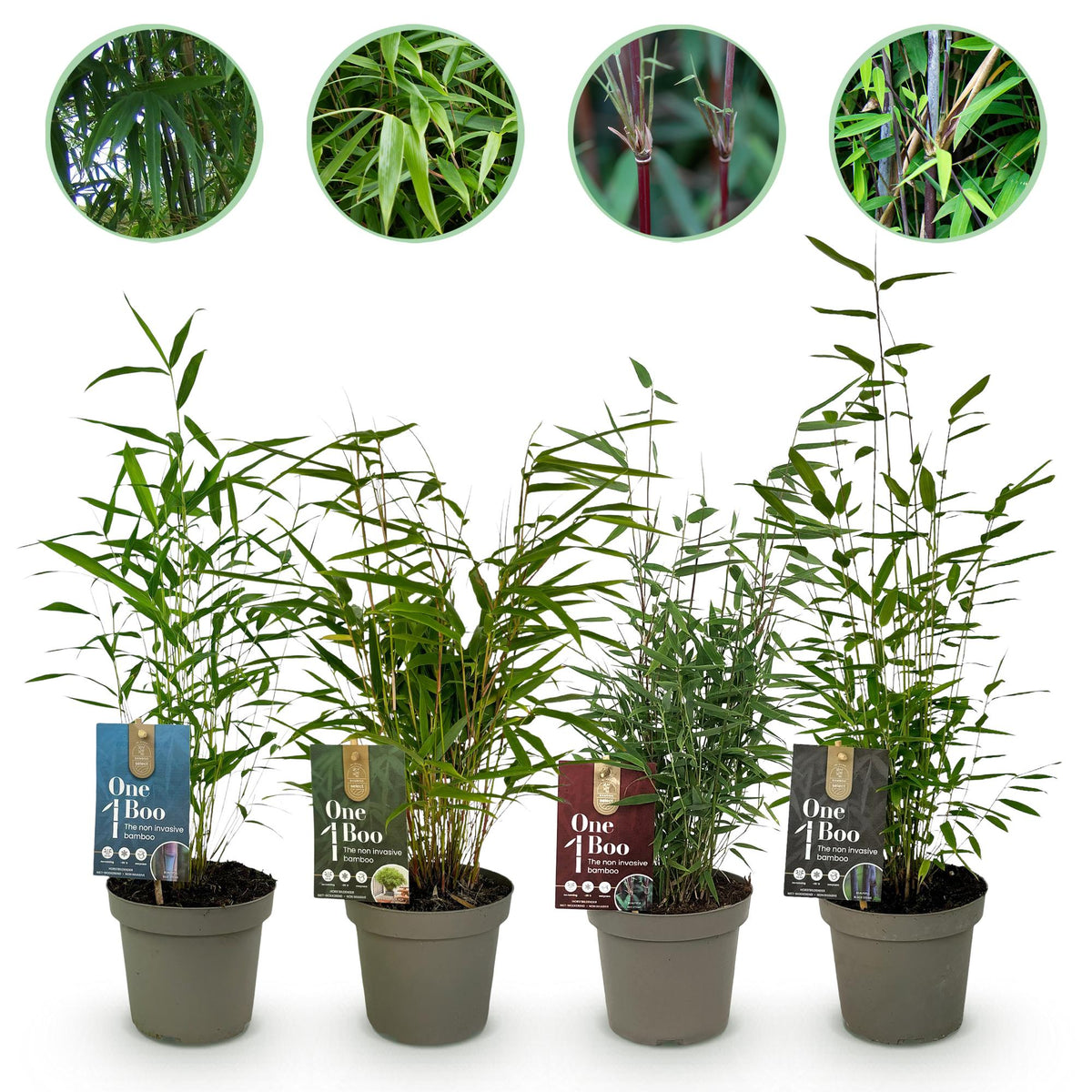 Green boutiQ - Bamboe - Fargesia mix Rainbow - Zwart, Rood, Blauw en Groen - 4 Planten - Bladhoudend - Niet Woekerend- Pot 14cm Hoogte 35cm