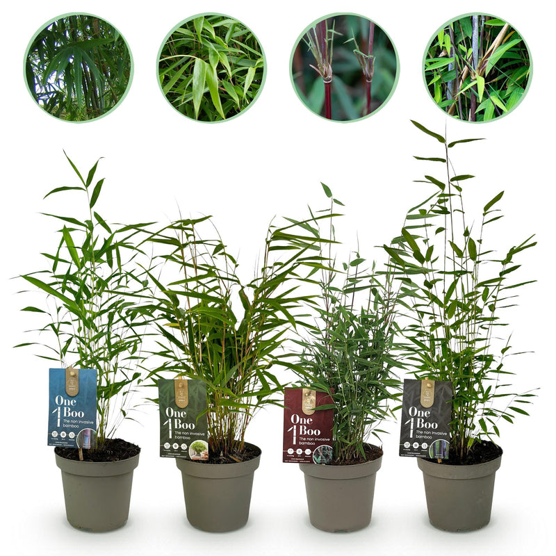 Green boutiQ - Bamboe - Fargesia mix Rainbow - Zwart, Rood, Blauw en Groen - 4 Planten - Bladhoudend - Niet Woekerend- Pot 14cm Hoogte 35cm