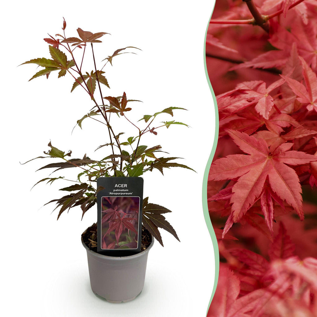 Green boutiQ - Plante de jardin - Acer palmatum Atropurpureum - Pourpre - 1 plante - Caduc - Peu d'entretien - Pot 12 cm Hauteur 35 cm
