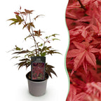 Green boutiQ - Plante de jardin - Acer palmatum Atropurpureum - Pourpre - 1 plante - Caduc - Peu d'entretien - Pot 12 cm Hauteur 35 cm