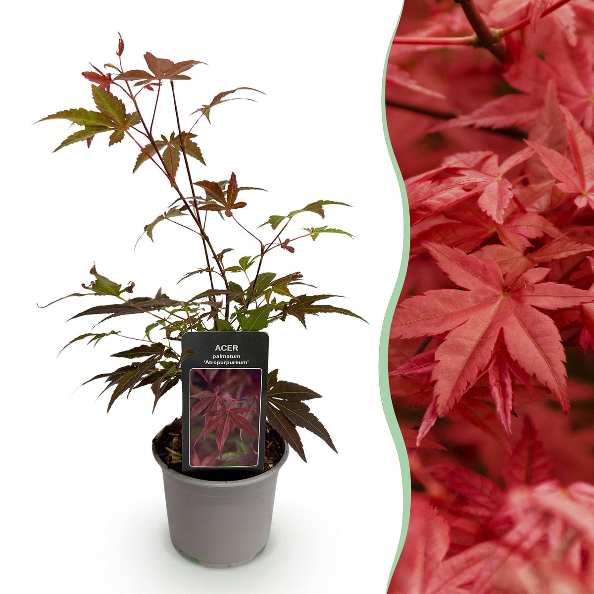 Green boutiQ - Plante de jardin - Acer palmatum Atropurpureum - Pourpre - 1 plante - Caduc - Peu d'entretien - Pot 12 cm Hauteur 35 cm
