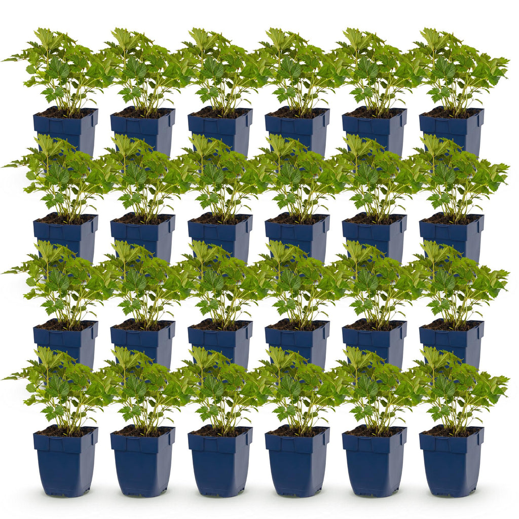 Green boutiQ - Plante vivace - Astilbe chin. Pumila - Astilbe - Ombre - Violet - 24 Plantes - Pot 11cm - Hauteur 15-25cm