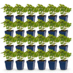 Green boutiQ - Plante vivace - Astilbe chin. Pumila - Astilbe - Ombre - Violet - 24 Plantes - Pot 11cm - Hauteur 15-25cm
