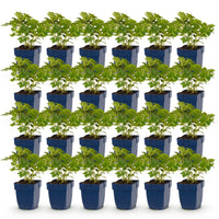 Green boutiQ - Vasteplant - Astilbe chin. Pumila - Pluimspirea - Schaduw - Paars - 24 Planten - Pot 11cm - Hoogte 15-25cm