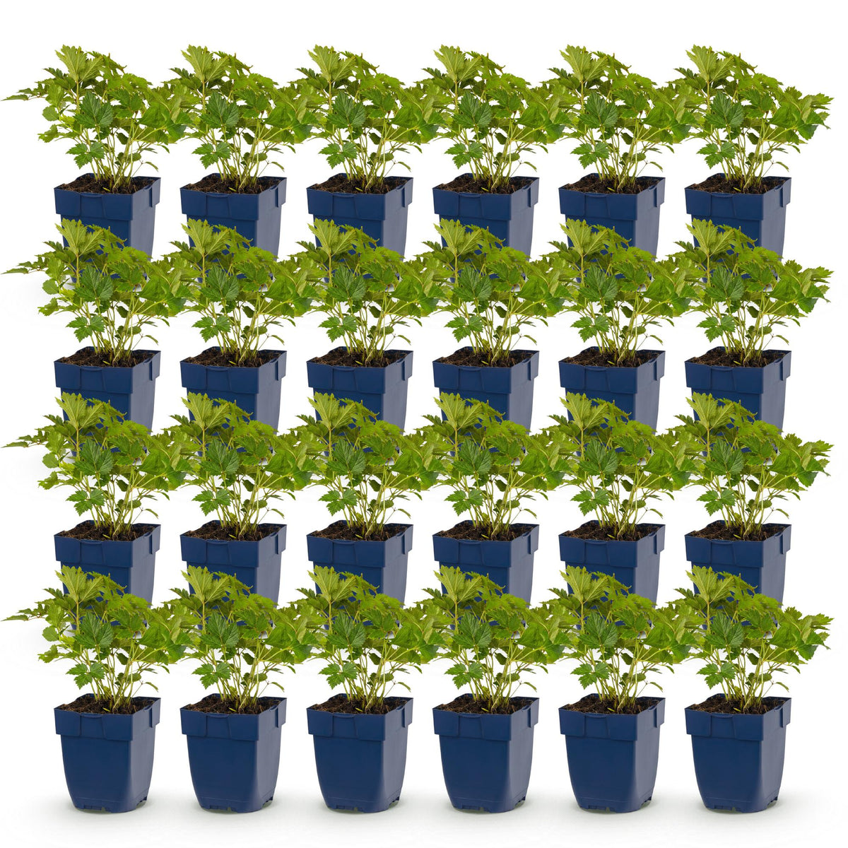 Green boutiQ - Plante vivace - Astilbe chin. Pumila - Astilbe - Ombre - Violet - 24 Plantes - Pot 11cm - Hauteur 15-25cm