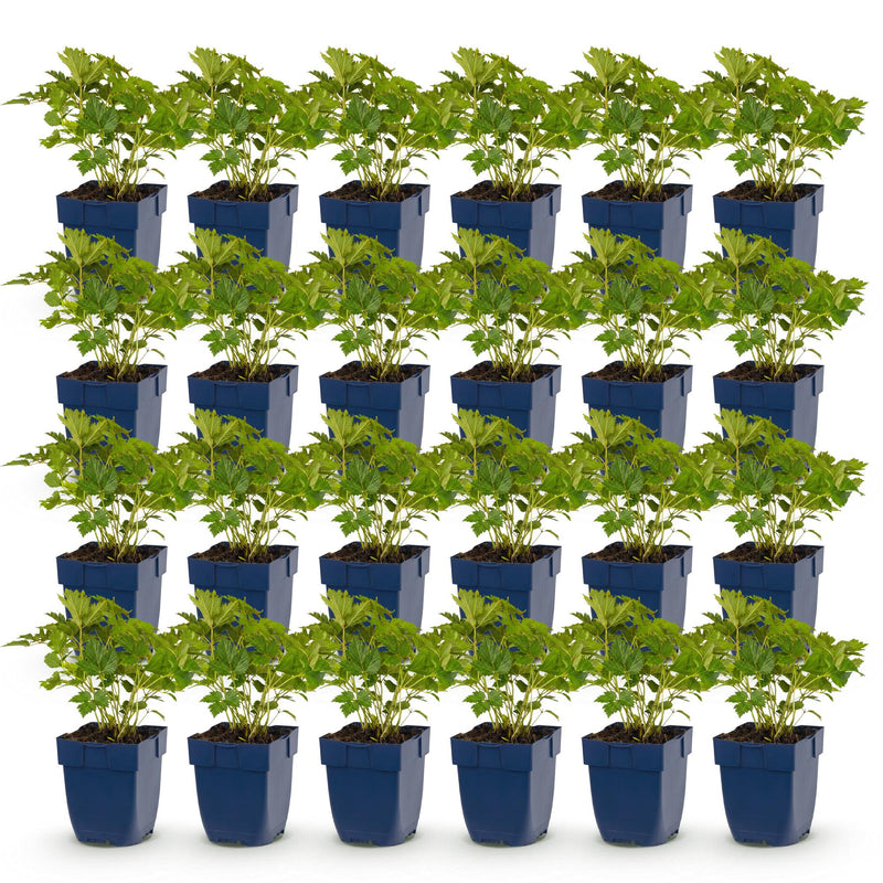 Green boutiQ - Vasteplant - Astilbe chin. Pumila - Pluimspirea - Schaduw - Paars - 24 Planten - Pot 11cm - Hoogte 15-25cm