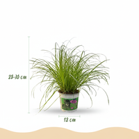 Green boutiQ - Kamerplant - Cyperus alternifolius Zumula - Kattengras - Huisdiervriendelijke Plant - Groen - 1 Plant - met Mand - Pot 12cm - Hoogte 20cm