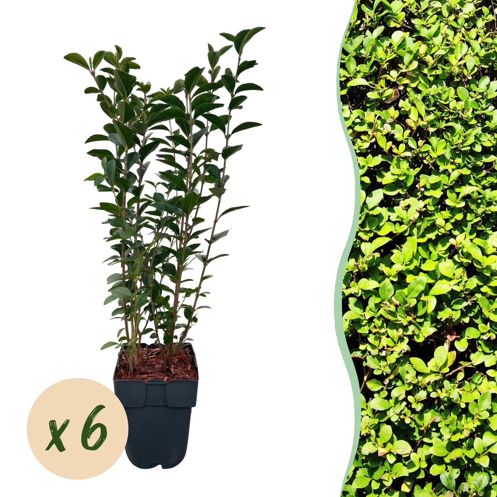 Green boutiQ - Haies - Ligustrum ovalifolium - feuillage vert - 6 plantes - 1 mètre linéaire - persistant - pot 17 cm hauteur 55 cm