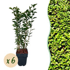 Green boutiQ - Haies - Ligustrum ovalifolium - feuillage vert - 6 plantes - 1 mètre linéaire - persistant - pot 17 cm hauteur 55 cm