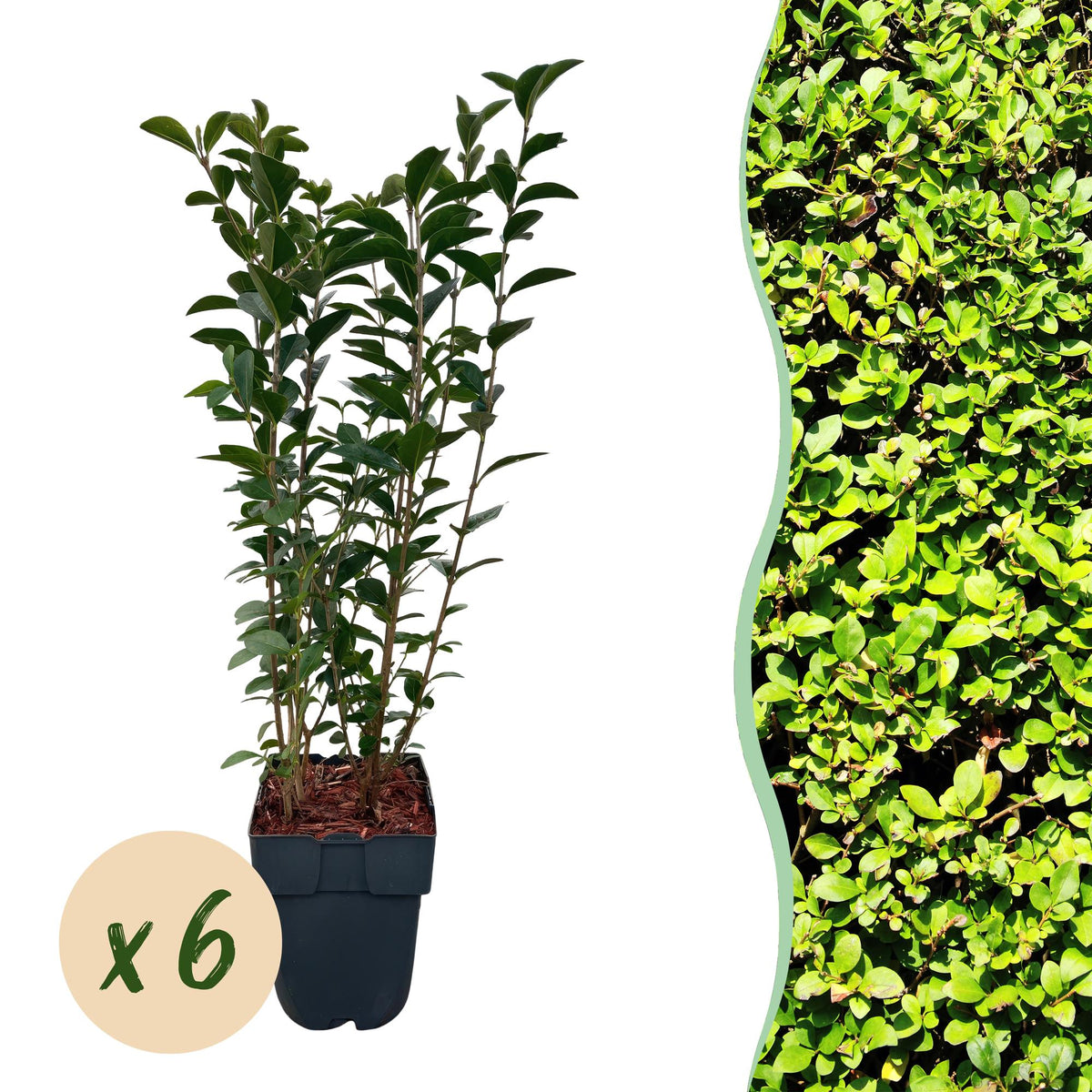 Green boutiQ - Haies - Ligustrum ovalifolium - feuillage vert - 6 plantes - 1 mètre linéaire - persistant - pot 17 cm hauteur 55 cm
