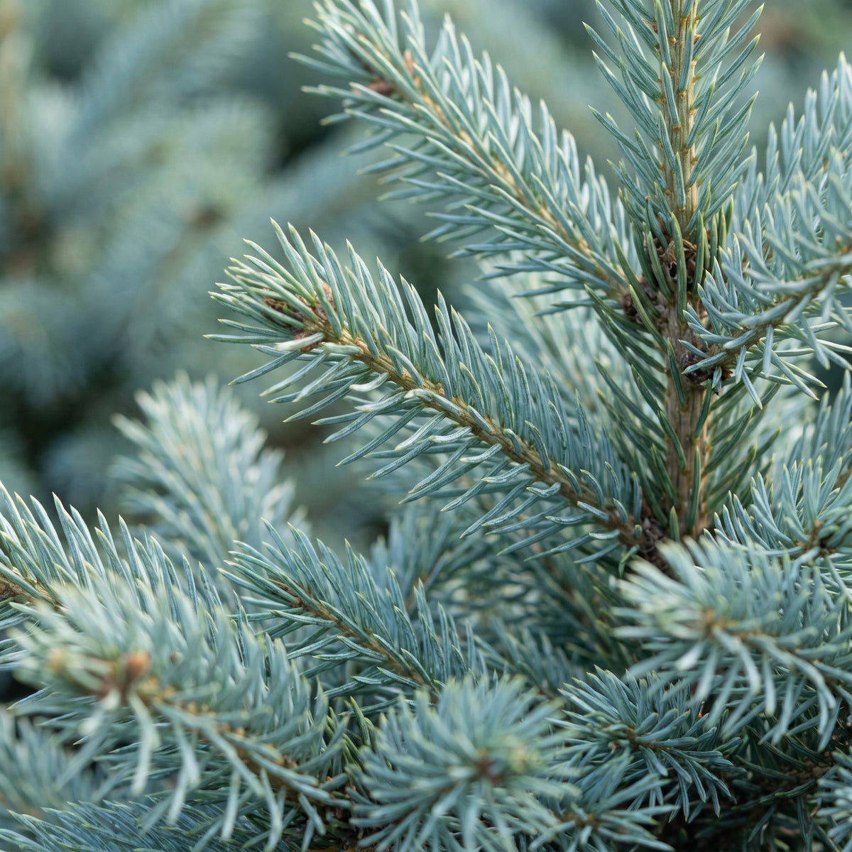 2x Picea pungens Glauca - Blue Spruce - Blue - Christmas tree - Ø23cm - ↕60cm