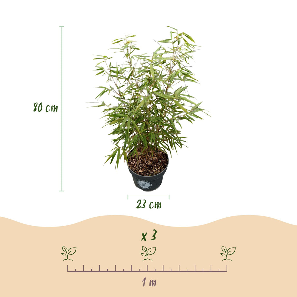 Green boutiQ - Grassen - Fargesia scabrida Asian Wonder - Niet Woekerende Bamboe - Bladhoudend - Groen - 2 Planten - Pot 23 cm - Hoogte 80 cm