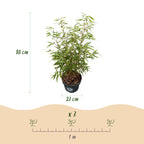 Green boutiQ - Grassen - Fargesia scabrida Asian Wonder - Niet Woekerende Bamboe - Bladhoudend - Groen - 2 Planten - Pot 23 cm - Hoogte 80 cm