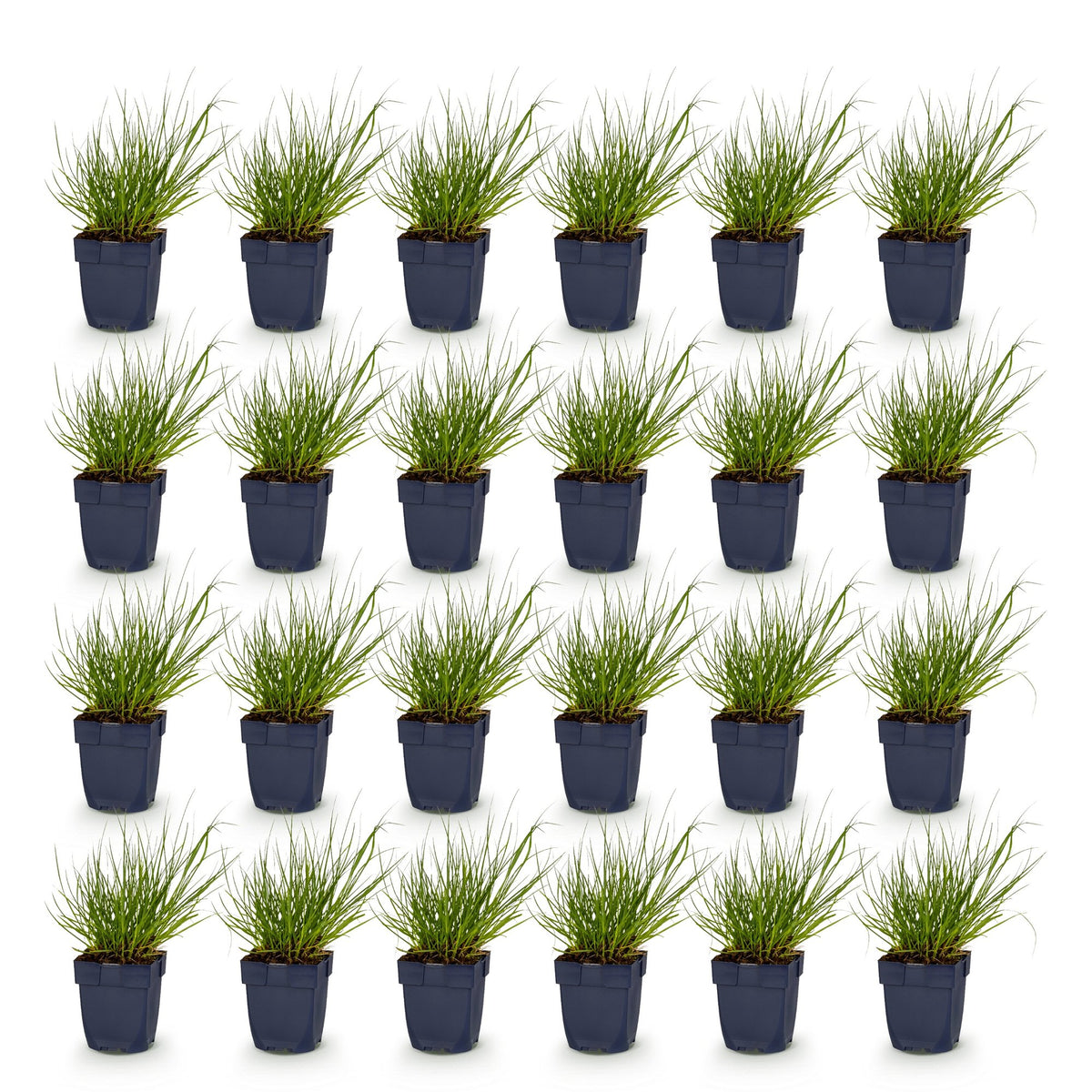 Green boutiQ - Grasses - Panicum virg. Northwind - Prairie Grain - With Plume - Green - 24 Plants - Pot 11cm - Height 15-25cm