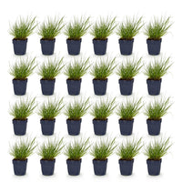 Green boutiQ - Grasses - Panicum virg. Northwind - Prairie Grain - With Plume - Green - 24 Plants - Pot 11cm - Height 15-25cm