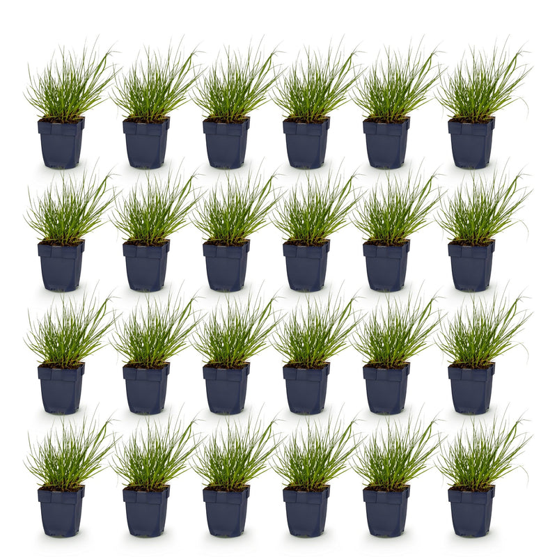 Green boutiQ - Grasses - Panicum virg. Northwind - Prairie Grain - With Plume - Green - 24 Plants - Pot 11cm - Height 15-25cm