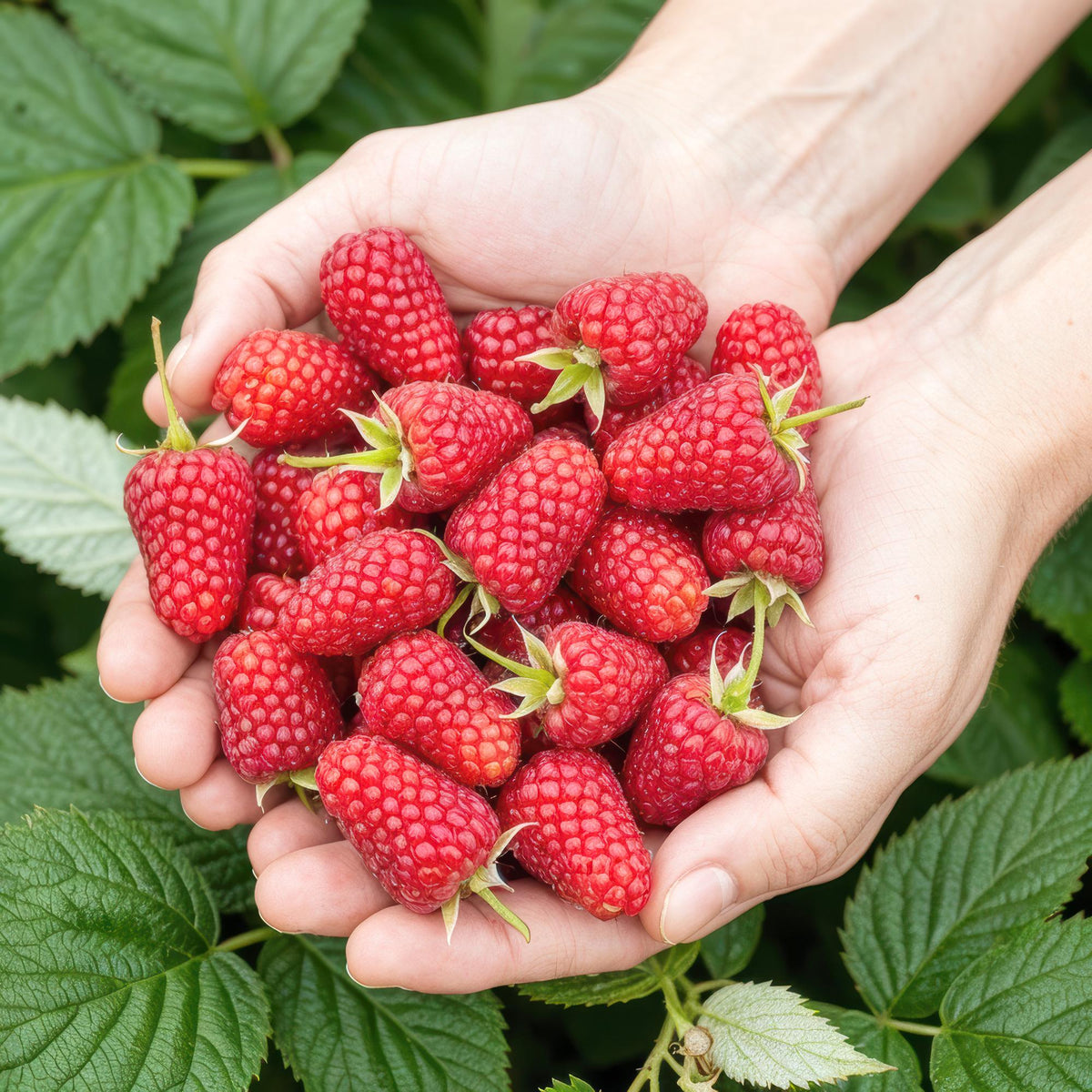Green boutiQ - Fruitplanten - Framboos - Rubus idaeus Heritage - Winterhard - 3 Planten - Pot 9 cm - Rode Framboos