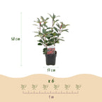 Green boutiQ - Haies - Photinia fraseri Red Robin - vert rouge - 6 plantes - 1 mètre linéaire - persistant - pot 17 cm hauteur 50 cm