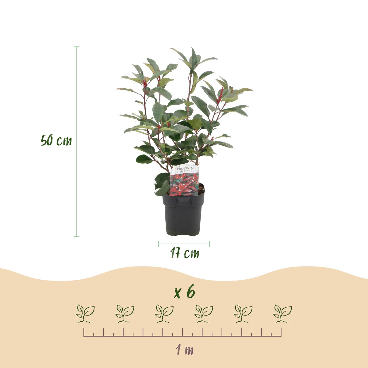 Green boutiQ - Haies - Photinia fraseri Red Robin - vert rouge - 6 plantes - 1 mètre linéaire - persistant - pot 17 cm hauteur 50 cm