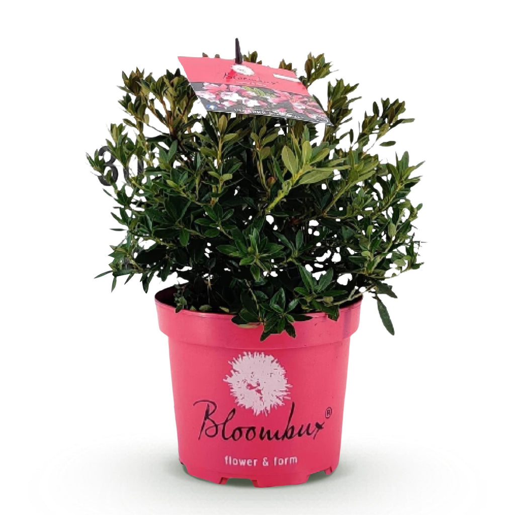 Green boutiQ - Rhododendron nain - Rhododendron Bloombux Magenta - Buis fleuri - Peu d'entretien - Fleur rose - 1 plante - Pot 17 cm - Hauteur 30-40 cm