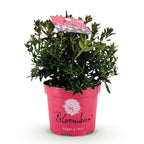 Green boutiQ - Rhododendron nain - Rhododendron Bloombux Magenta - Buis fleuri - Peu d'entretien - Fleur rose - 1 plante - Pot 17 cm - Hauteur 30-40 cm