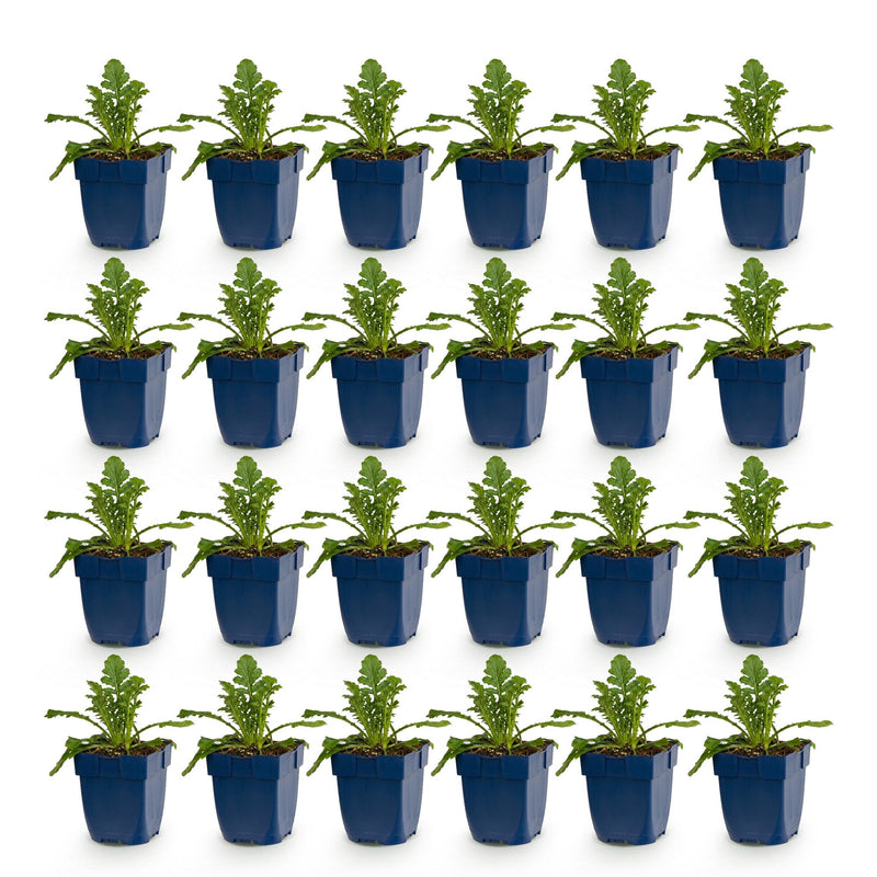 Green boutiQ - Vasteplant - Scabiosa Duo - Duifkruid - Bijen en Vlinderlokkers - Paars - Roze - 24 Planten - Pot 11cm - Hoogte 15-25cm