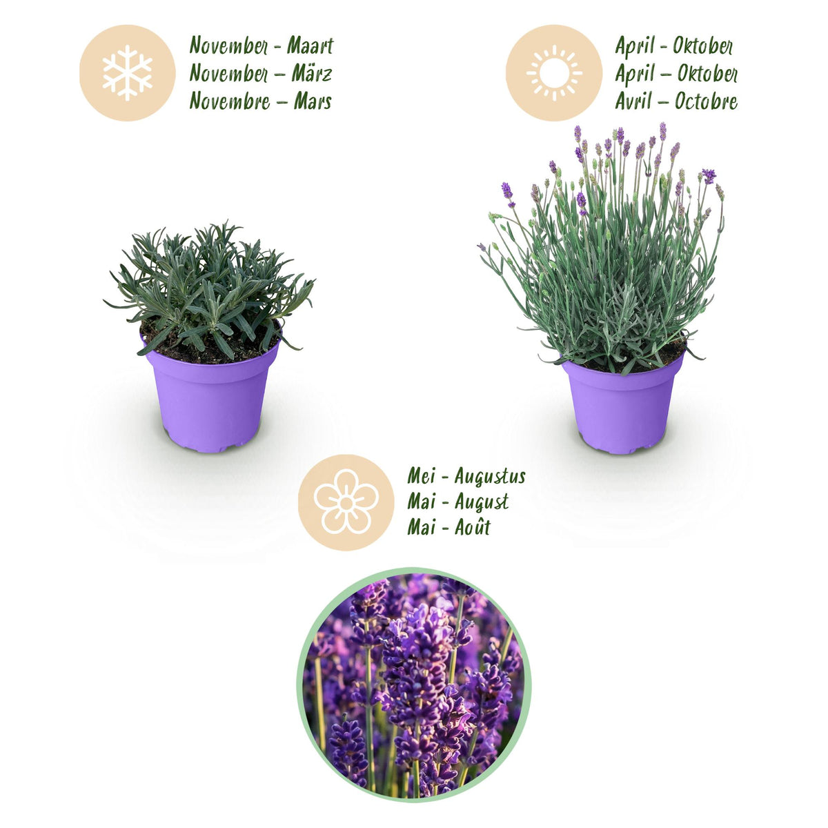 Green boutiQ - Plante de jardin - Lavandula angustifolia Munstead - Lavande - Rustique - Violet - 18 plantes - Pot 12cm - Hauteur 15-25cm