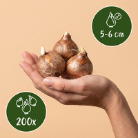 200x Crocus Species mix - Krokus soortenmix - Diversen - Verwilderingsbol - Bolmaat 5/6