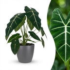 Green boutiQ - Plante d'intérieur - Oreille d'éléphant - Alocasia Frydek - Vert - Peu d'entretien - 1 plante - avec pot gris - Pot 19cm - Hauteur 60cm
