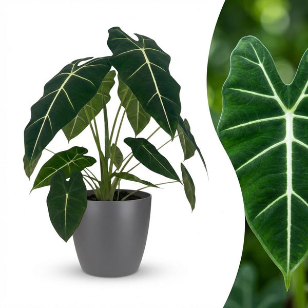 Green boutiQ - Kamerplant - Olifantsoor - Alocasia Frydek - Groen - Weinig onderhoud - 1 Plant - met Potter Grijs - Pot 19cm - Hoogte 60cm