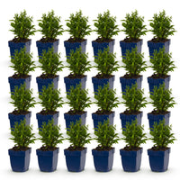 Green boutiQ - Vasteplant - Aster Tricolour - Zee Aster - Bijen en Vlinderlokkers - Paars - Roze - Wit - 24 Planten - Pot 11cm - Hoogte 15-25cm