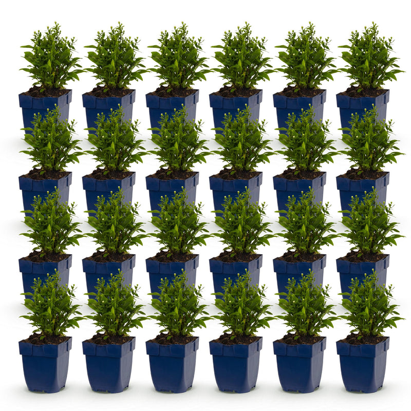 Green boutiQ - Vasteplant - Aster Tricolour - Zee Aster - Bijen en Vlinderlokkers - Paars - Roze - Wit - 24 Planten - Pot 11cm - Hoogte 15-25cm