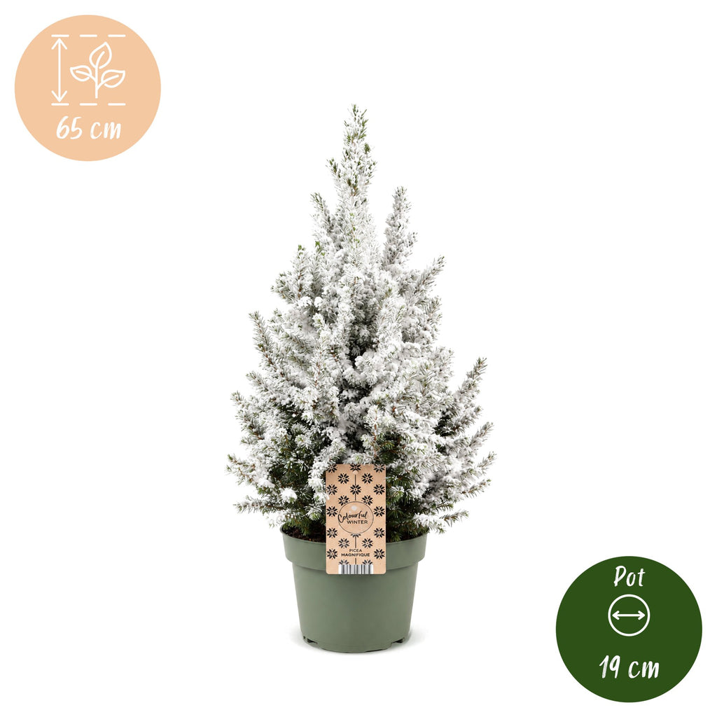 Picea glauca Conica - Dwarf Alberta Spruce - Green - White - Christmas tree - Ø19cm - ↕65cm