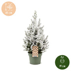 Picea glauca Conica - Dwarf Alberta Spruce - Green - White - Christmas tree - Ø19cm - ↕65cm