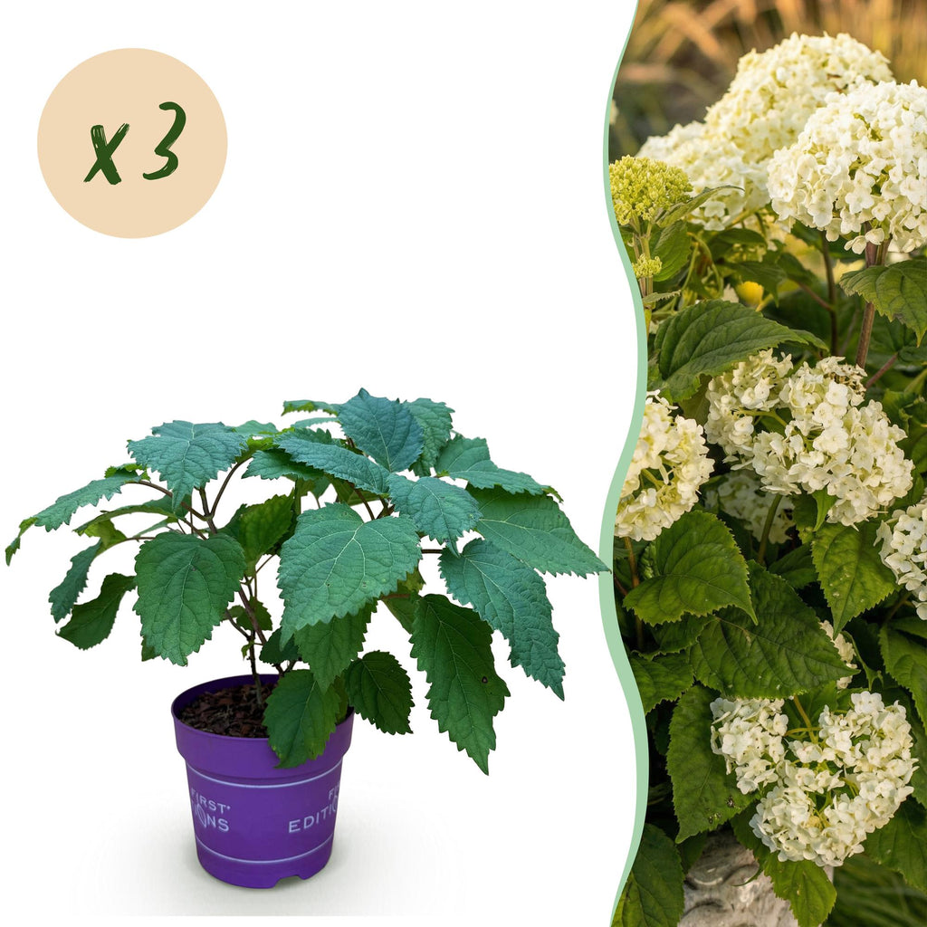 Green boutiQ - Plante de jardin - Hydrangea arborescens FlowerWOW - Hortensia - Rustique - Blanc - 3 plantes - Pot 14 cm - Hauteur 20-30 cm