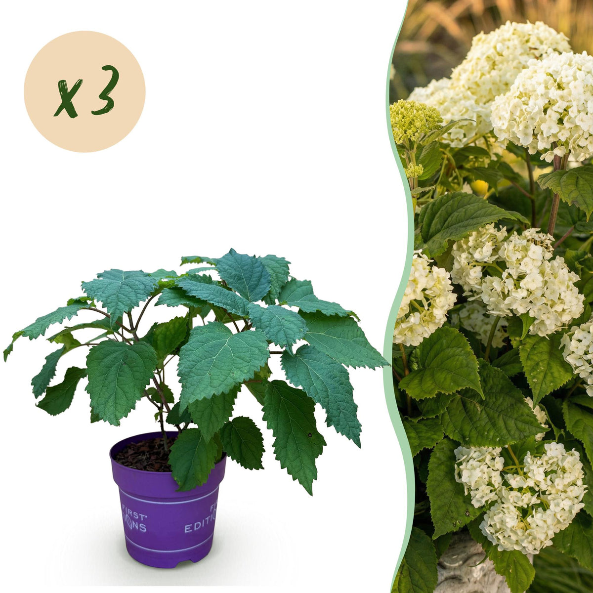 Green boutiQ - Plante de jardin - Hydrangea arborescens FlowerWOW - Hortensia - Rustique - Blanc - 3 plantes - Pot 14 cm - Hauteur 20-30 cm
